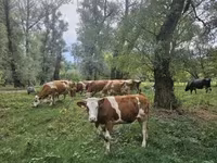Sigir, Simmental cattle — 2-rasm