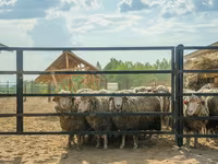Ovan, Kuibyshev sheep — fotografija 1