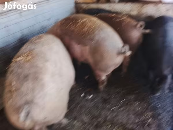 Schweine (Partie, Geschlecht nicht angegeben), Schweine
