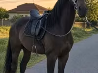 Égua, Cavalos — foto 1