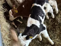 Goveda (partija, pol nije naveden), Simmental cattle — fotografija 2
