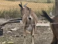 Boucs, Alpine goat — photo 5