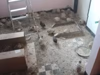 Quails — fotografija 2