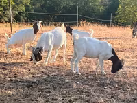 Echki, Boer goat — 6-rasm