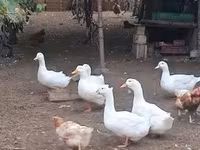 Ducks — फ़ोटो 1