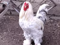 Brahma — fotografija 3