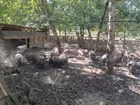 मादा सूअर, Вьетнамская вислобрюхая — फ़ोटो 4