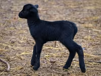 Owca, Cameroon sheep — zdjęcie 1