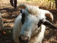 公羊, Racka sheep — 照片 1