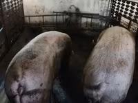 Locha, Świnie — zdjęcie 3