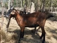 Cabra, Nubian Goat — foto 1