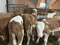 Bulle, Simmental cattle — Foto 3