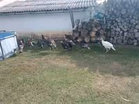 Turkeys — zdjęcie 1