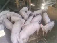 Säue, Schweine — Foto 1