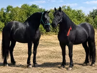 雌馬, Friesian — 写真 4
