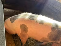母猪, Pigs — 照片 4