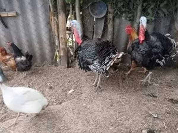 Turkeys — ハンガリー
