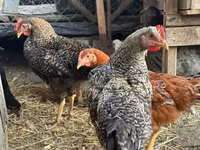 Chickens — الصورة 3