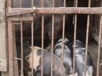 公猪, Pigs — 照片 1