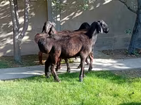Bélier, Arashan sheep — photo 7