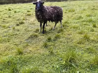 Qoyun, Romanov sheep — foto 6