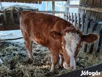 母牛, Simmental cattle — 照片 4
