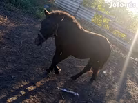 Horse (M), Horses — photo 5