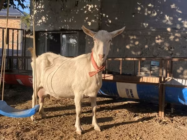 Koza, Saanen goat