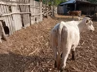Vaca, Charolais cattle — foto 2