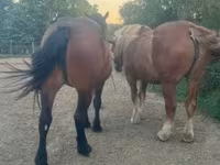Mare, Horses — photo 4
