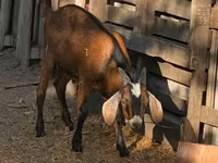 Cabro, Cabras — foto 4
