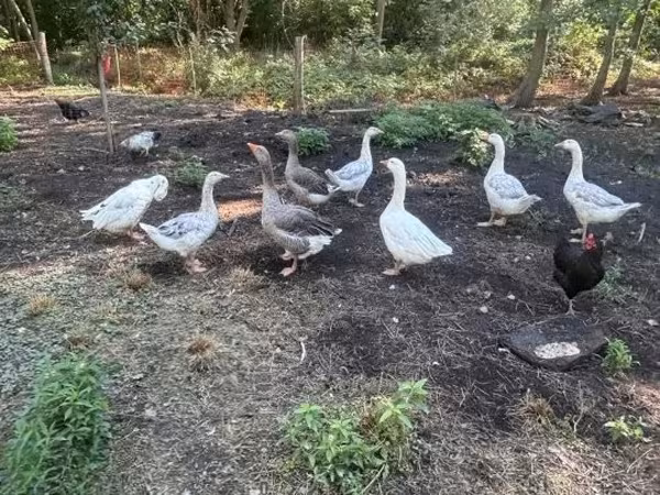 Geese — ハンガリー