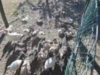 Turkeys — zdjęcie 4