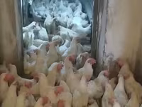 Chickens — fotografija 2