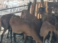 Brebis, Cameroon sheep — photo 3