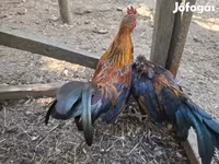 Japanese Bantam — photo 5