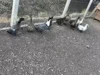 Ducks — फ़ोटो 2
