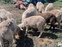 公羊, Merino sheep — 照片 6