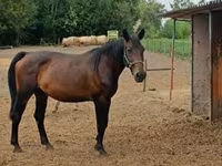 Kobila, Nonius horse — fotografija 1