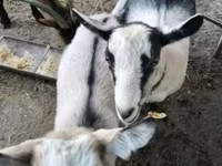 Koza, Kozy — zdjęcie 2
