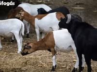 母羊, Cameroon sheep — 照片 3