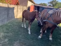 Caballo, Caballos — foto 5