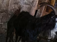 Koza, Kamori goats — fotografija 3