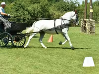 Yegua, Lipizzaner — foto 2