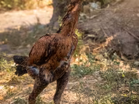 Australijska pit borbena kokoš — fotografija 1
