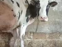 Bovinos (lote, sexo no especificado), Russian Black pied cattle — foto 2