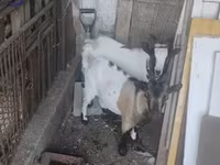 雄ヤギ, Dutch Landrace goats — 写真 1