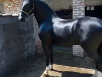 Hengst, Dutch warmblood horse — Foto 1
