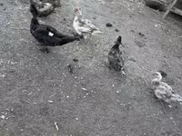 Ducks — foto 5