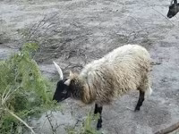 Carnero, Racka sheep — foto 4